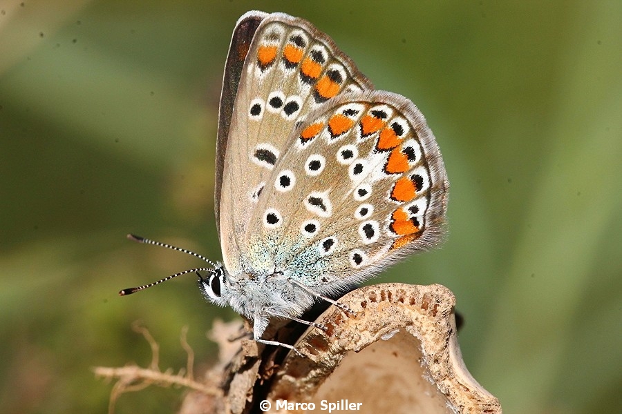 Polyommatus icarus - femmina